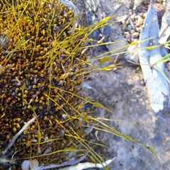 Ditrichaceae at Majura, ACT - 26 Aug 2023