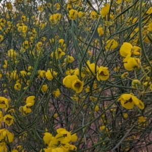 Senna artemisioides at Leinster, WA - 26 Aug 2023 07:41 PM