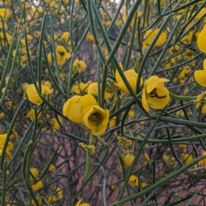 Senna artemisioides at Leinster, WA - 26 Aug 2023