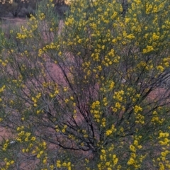 Senna artemisioides at Leinster, WA - 26 Aug 2023