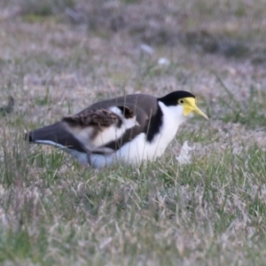 Vanellus miles at Hume, ACT - 26 Aug 2023