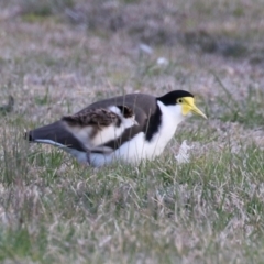 Vanellus miles (Masked Lapwing) at Hume, ACT - 26 Aug 2023 by RodDeb
