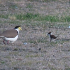 Vanellus miles at Hume, ACT - 26 Aug 2023 05:29 PM