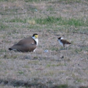 Vanellus miles at Hume, ACT - 26 Aug 2023