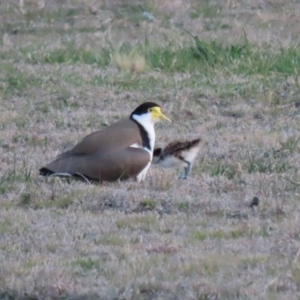 Vanellus miles at Hume, ACT - 26 Aug 2023