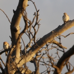 Falco cenchroides at Hume, ACT - 26 Aug 2023