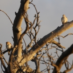 Falco cenchroides at Hume, ACT - 26 Aug 2023