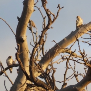 Falco cenchroides at Hume, ACT - 26 Aug 2023