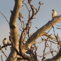 Falco cenchroides at Hume, ACT - 26 Aug 2023