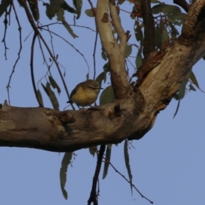 Acanthiza chrysorrhoa at Hume, ACT - 26 Aug 2023