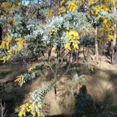 Acacia baileyana (Cootamundra Wattle, Golden Mimosa) at Gungahlin, ACT - 26 Aug 2023 by JasoL