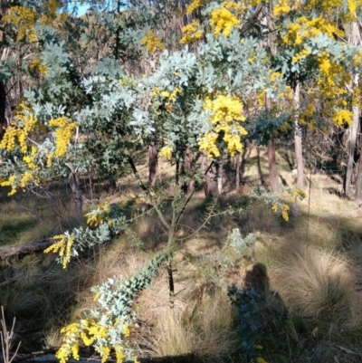 Acacia baileyana (Cootamundra Wattle, Golden Mimosa) at Gungahlin, ACT - 26 Aug 2023 by JasoL