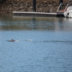 Tursiops truncatus (Bottlenose Dolphin) at Cleveland, QLD - 26 Aug 2023 by TimL