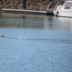 Tursiops truncatus at Cleveland, QLD - 26 Aug 2023 10:16 AM