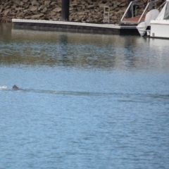 Tursiops truncatus at Cleveland, QLD - 26 Aug 2023 10:16 AM