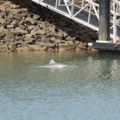 Tursiops truncatus at Cleveland, QLD - 26 Aug 2023 10:16 AM