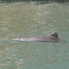 Tursiops truncatus (Bottlenose Dolphin) at Cleveland, QLD - 26 Aug 2023 by TimL