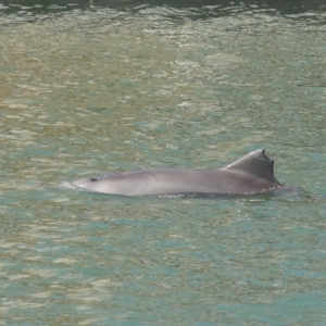 Tursiops truncatus at Cleveland, QLD - 26 Aug 2023 11:15 AM