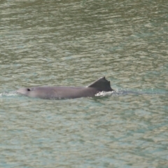 Tursiops truncatus at Cleveland, QLD - 26 Aug 2023 11:15 AM