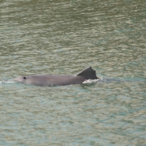 Tursiops truncatus at Cleveland, QLD - 26 Aug 2023 11:15 AM