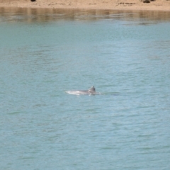 Tursiops truncatus at Cleveland, QLD - 26 Aug 2023 11:15 AM