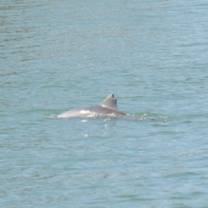 Tursiops truncatus at Cleveland, QLD - 26 Aug 2023 11:15 AM