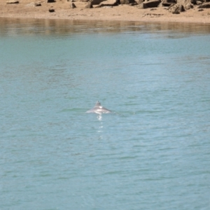 Tursiops truncatus at Cleveland, QLD - 26 Aug 2023 11:15 AM