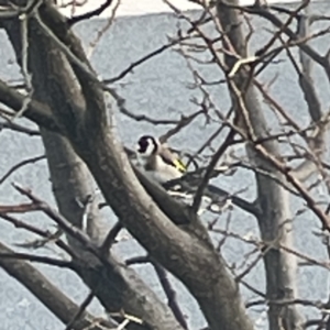 Carduelis carduelis at Casey, ACT - 27 Aug 2023