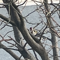 Carduelis carduelis at Casey, ACT - 27 Aug 2023