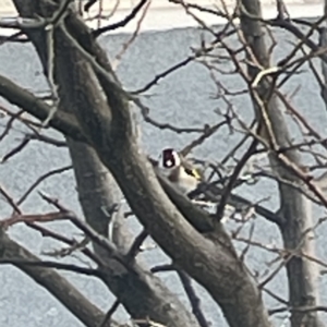 Carduelis carduelis at Casey, ACT - 27 Aug 2023