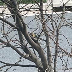 Carduelis carduelis at Casey, ACT - 27 Aug 2023