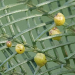 Austroacacidiplosis botrycephalae (A Gall Midge) at Turner, ACT - 16 Aug 2023 by ConBoekel