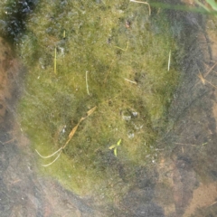 Alga / Cyanobacterium at Sullivans Creek, Turner - 16 Aug 2023 by ConBoekel