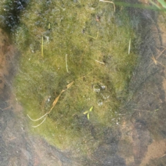 Alga / Cyanobacterium at Haig Park - 16 Aug 2023 by ConBoekel