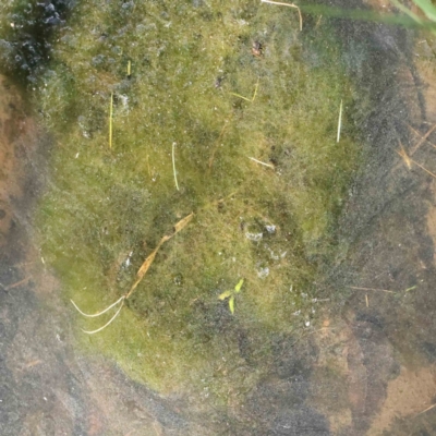Alga / Cyanobacterium at Sullivans Creek, Turner - 16 Aug 2023 by ConBoekel