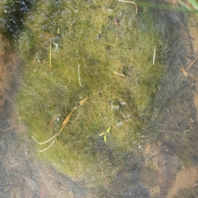 Alga / Cyanobacterium at Haig Park - 16 Aug 2023 by ConBoekel