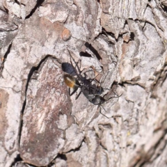 Camponotus aeneopilosus (A Golden-tailed sugar ant) at Sullivans Creek, Turner - 4 Aug 2023 by ConBoekel
