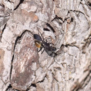 Camponotus aeneopilosus at Turner, ACT - 4 Aug 2023