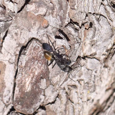 Camponotus aeneopilosus (A Golden-tailed sugar ant) at Turner, ACT - 4 Aug 2023 by ConBoekel