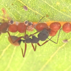 Camponotus suffusus (Golden-tailed sugar ant) at O'Connor, ACT - 17 Aug 2023 by ConBoekel