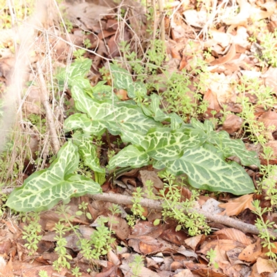 Arum italicum (Italian Arum) at Sullivans Creek, Turner - 10 Aug 2023 by ConBoekel