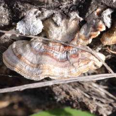 Truncospora ochroleuca at Sullivans Creek, Turner - 10 Aug 2023 by ConBoekel