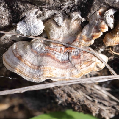 Truncospora ochroleuca at Sullivans Creek, Turner - 10 Aug 2023 by ConBoekel