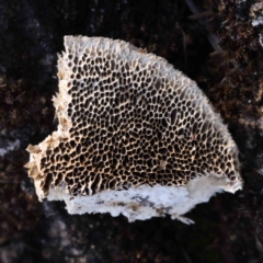 Truncospora ochroleuca at Sullivans Creek, Turner - 10 Aug 2023 03:12 PM