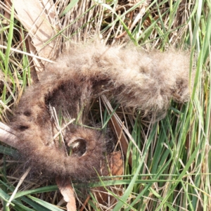 Trichosurus vulpecula at Turner, ACT - 10 Aug 2023 03:14 PM