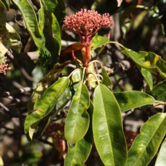 Photinia serratifolia (Chinese Photinia) at Turner, ACT - 10 Aug 2023 by ConBoekel