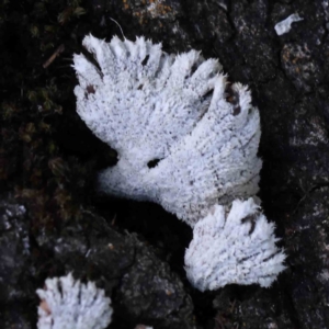 Schizophyllum commune at Turner, ACT - 10 Aug 2023 03:11 PM