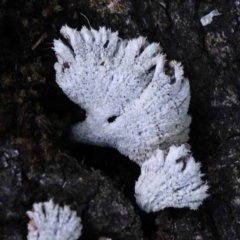 Schizophyllum commune (Split Gill Fungus) at Turner, ACT - 10 Aug 2023 by ConBoekel