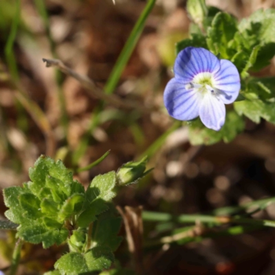 Veronica persica (Creeping Speedwell) at Sullivans Creek, Turner - 4 Aug 2023 by ConBoekel