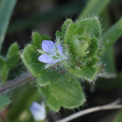 Veronica arvensis (Wall Speedwell) at Sullivans Creek, Turner - 16 Aug 2023 by ConBoekel